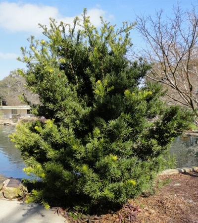 Japanese Yew